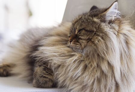 Beautiful long haired cat in relax on a garden chair, siberian breed