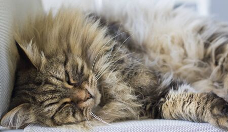 Beautiful long haired cat in relax on a garden chair, siberian breedの写真素材