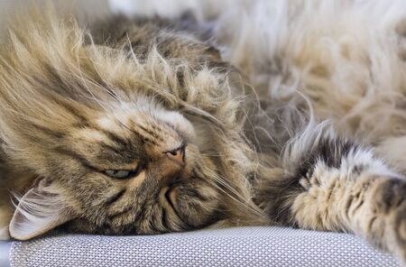 Beautiful long haired cat in relax on a garden chair, siberian breedの写真素材