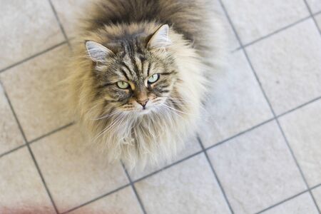 Long haired cat in a garden, siberian breed male genderの写真素材
