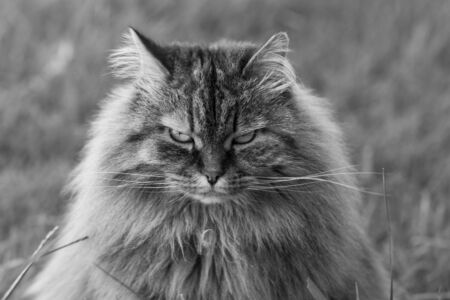 Siberian cat in relax in a garden, pet of livestockの写真素材