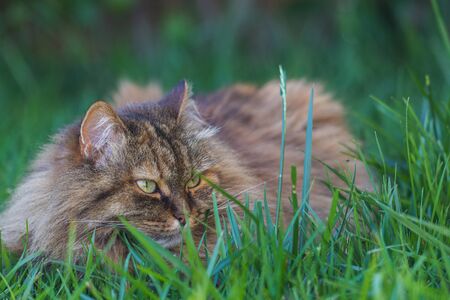Siberian cat in relax in a garden, pet of livestockの写真素材