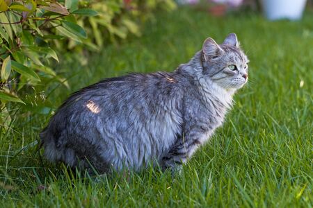 Siberian cat in relax in a garden, pet of livestockの写真素材