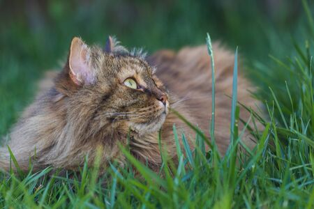 Siberian cat in relax in a garden, pet of livestockの写真素材