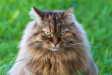 Siberian cat in relax in a garden, pet of livestockの写真素材