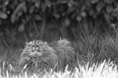 Siberian cat in relax in a garden, pet of livestockの写真素材