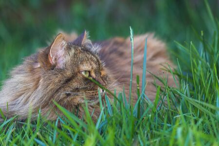 Siberian cat in relax in a garden, pet of livestockの写真素材