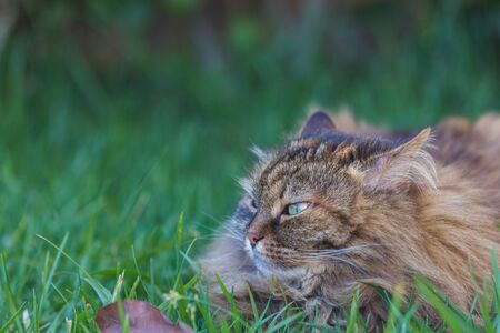 Siberian cat in relax in a garden, hypoallergenic pet of livestockの写真素材