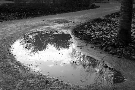 monochrome reflection in a puddle of natural parkの写真素材