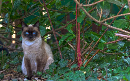 Beautiful siamese cat with a wonderful blue eyes under a plantの写真素材