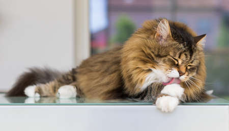 Adorable long haired cat relaxes on a table, siberian breedの写真素材