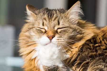 Adorable cat cleans her white paw, siberian breedの写真素材
