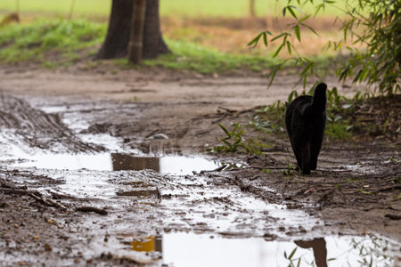 Beautiful furry cat in a farm, black colorの写真素材