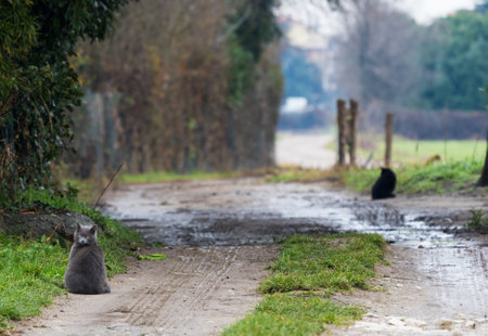 Pretty furry cats in a farm, blue and black colorの写真素材