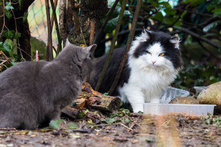 Adorable furry cat with black and white color in the garden with another catsの写真素材