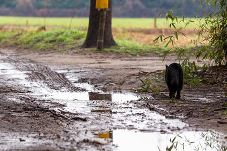 Beautiful furry cat in a farm, black colorの写真素材