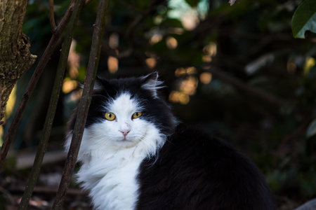 Adorable furry cat with black and white color in the gardenの写真素材
