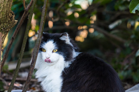 Adorable furry cat with black and white color in the gardenの写真素材