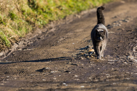 Beautiful furry cat walking in a farm, blue colorの写真素材