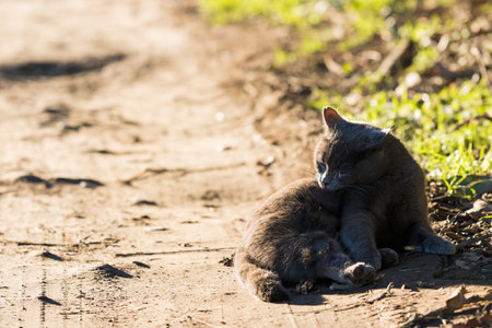 Beautiful furry cat in a farm, blue color in relaxの写真素材