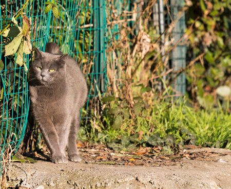 Adorable furry cat in a farm, blue color in relaxの写真素材