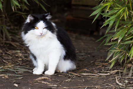 Gorgeous furry cat with black and white color in the gardenの写真素材