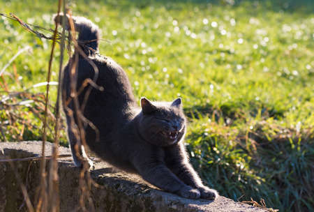 Adorable fluffy cat in a country, relaxing at the sunの写真素材