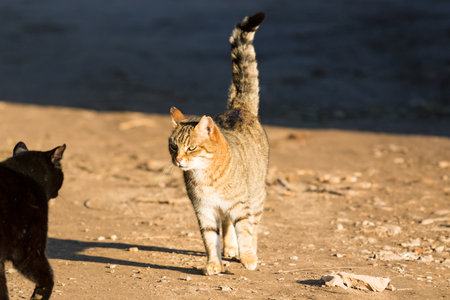 Adorable brown tabby cat meets a black cat in the countryの写真素材