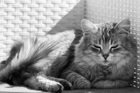 Furry pet of siberian breed in a garden. Hypoallergenic cat of livestockの写真素材