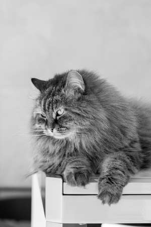Furry pet of siberian breed in a garden. Hypoallergenic cat of livestockの写真素材