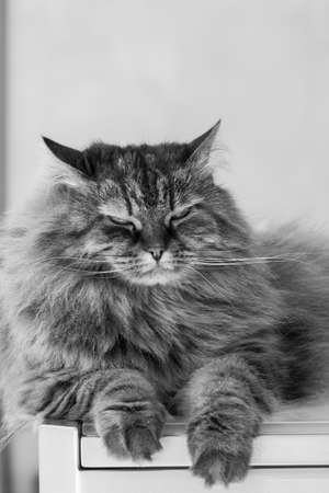 Furry pet of siberian breed in a garden. Hypoallergenic cat of livestockの写真素材