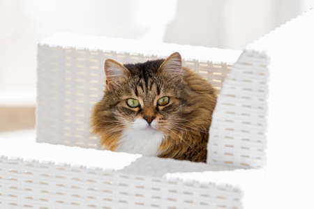 Furry pet of siberian breed in a garden. Hypoallergenic cat of livestockの写真素材