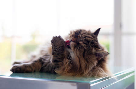 Cute siberian cat lying in relax outdoorの写真素材