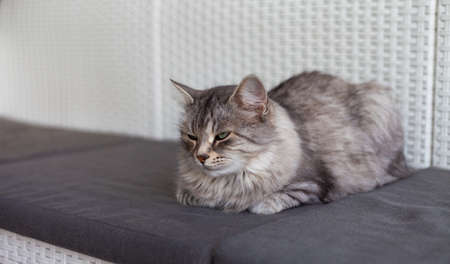 Cute siberian cat lying in relax outdoorの写真素材