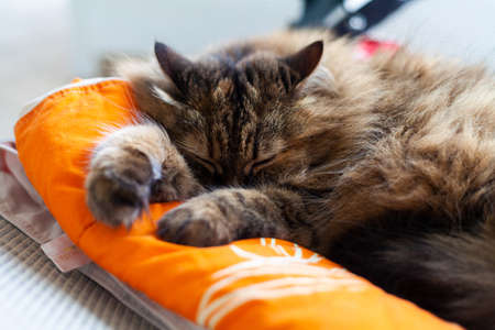 Cute siberian cat lying in relax outdoorの写真素材
