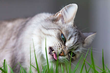 Beauty silver cat with long hair in a garden, siberian breedの写真素材