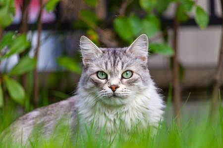 Beauty silver cat with long hair in a garden, siberian breed