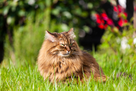 Adorable fur cat on the grass green, brown hairの写真素材