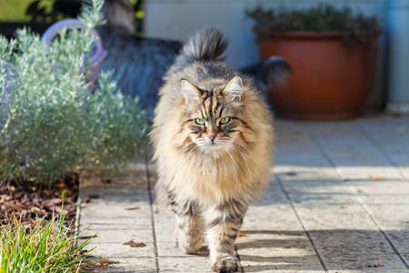 Fluffy cat outdoor, siberian purebred pet with brown hairの写真素材