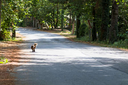 Stray cat walks along a tree-lined avenue in a sunny dayの写真素材
