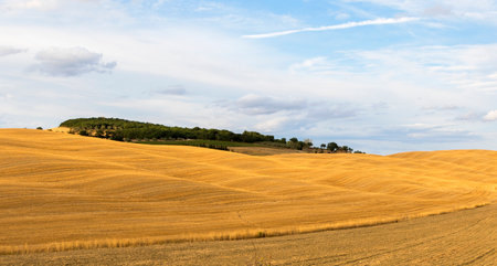 View of Tuscan hills in summer time at sunsetの写真素材