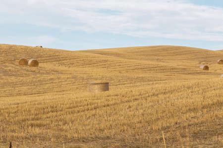View of Tuscan hills in summer time at sunsetの写真素材