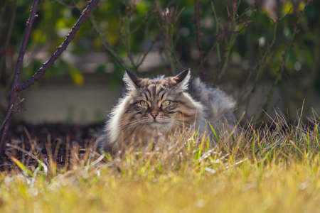 Long haired cat of siberian breed. Purebred pet of livestockの写真素材