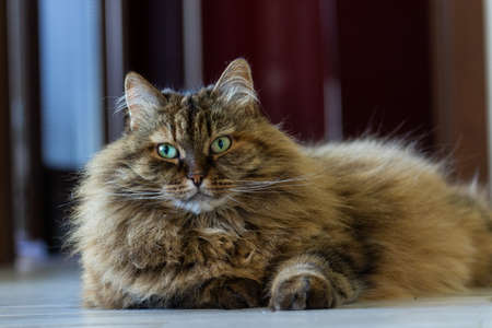 Siberian cat in indoor relaxation, brown hairの写真素材