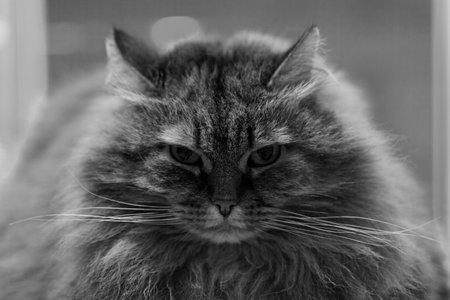 Adorable long haired cat of siberian breed in relax.Female gender, hypoallergenic petの写真素材