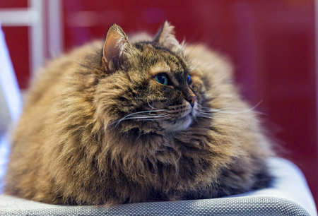 Adorable long haired cat of siberian breed in relax.Female gender, hypoallergenic petの写真素材