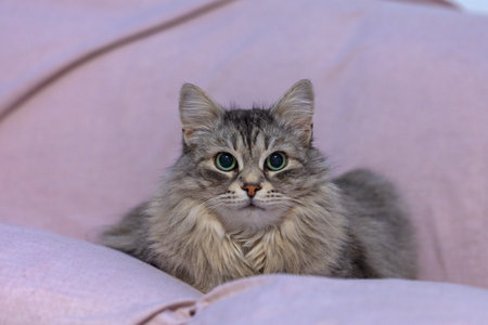 adorable silver cat in relax indoor on a sofa. Domestic cat, siberian breed femaleの写真素材