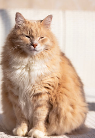 Cream cat of siberian breed in relax at the sunの写真素材