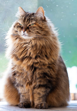 Adorable siberian cat sitting in relaxの写真素材