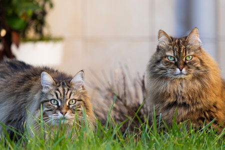 Siberian breed of cat in relaxの写真素材